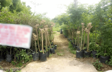 Tanah Luas 6000 m2 Daerah Tanjung Morawa